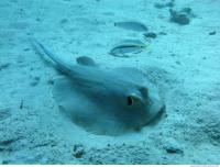 red sea bluespotted ribbontail ray Taeniura lymma 3